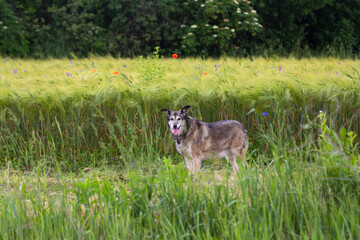 The dog walks in the field. 
It reacts to the smells of flowering plants and sounds emitted by insects. 