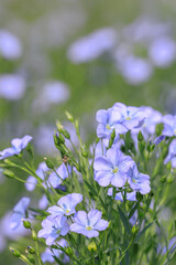 北海道当別町、澄んだブルーの花を咲かせる亜麻【7月】