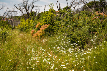 Vibrant Undergrowth And Bare Trees In Summer Landscape: Colorful Green And Pink Bushes Flourishing...