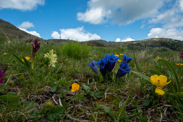 Spring blooms explosion of colors in gardens and meadows