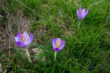 Spring blooms explosion of colors in gardens and meadows