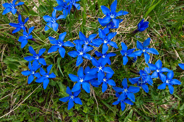 Spring blooms explosion of colors in gardens and meadows