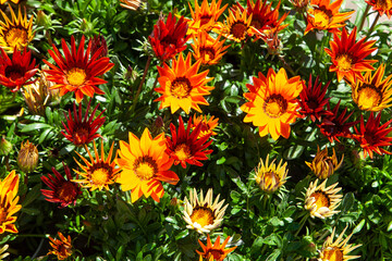 Spring blooms explosion of colors in gardens and meadows