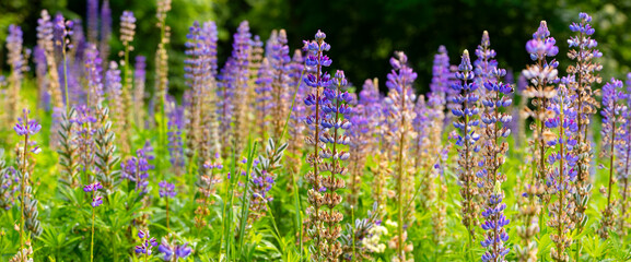 Lupine meadow in a clearing in the forest with hundreds of bright inflorescences in purple, magenta, blue
and white. Colorful wide-angle panorama in Sauerland (Germany) at the beginning of June.
