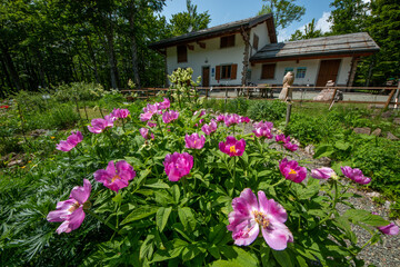 Spring blooms explosion of colors in gardens and meadows