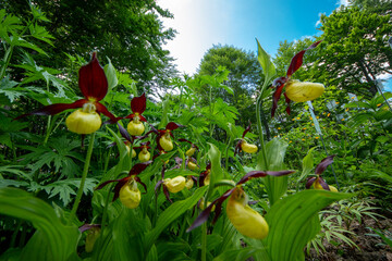 Spring blooms explosion of colors in gardens and meadows