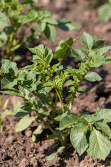 green potato foliage in the field in the spring season, new green potato foliage in the field