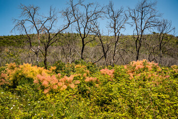 Vibrant Undergrowth And Bare Trees In Summer Landscape: Colorful Green And Pink Bushes Flourishing...