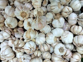 Heap of garlic on the market. Garlic has a strong and aromatic taste, used as a traditional medicine and food ingredient.