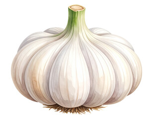 Watercolor garlic illustration. Food clipart illustration.