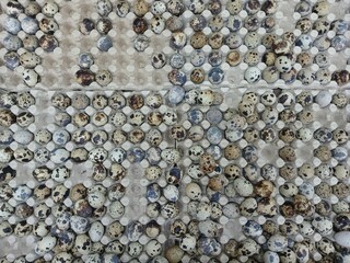Quail eggs are arranged on egg rack and displayed at the market.