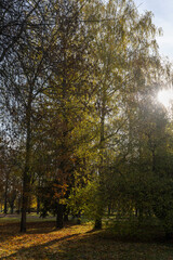 park with trees changing the color of the foliage, foliage on the trees, orange foliage of trees on the ground