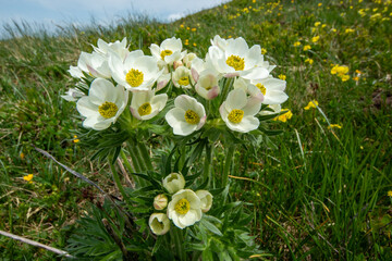 Spring blooms explosion of colors in gardens and meadows