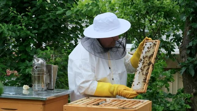 A beekeeper works with the bees and the hives in the apiary. a man in a protective suit at the apiary. Employee pulls the frame from the hive. a man pulls out the honeycomb with honey. Summer harvest