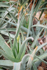 Fototapeta premium Aloe vera plant growing in natural garden environment during daytime hours