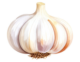 Watercolor garlic illustration. Food clipart illustration.