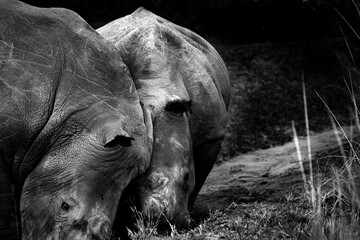 rhino in the wild © Charlotte