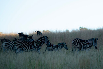 zebras in the savannah