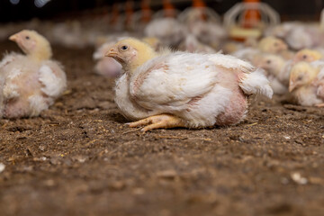 a poultry farm where meat breeds of broiler chickens are grown for industrial meat production