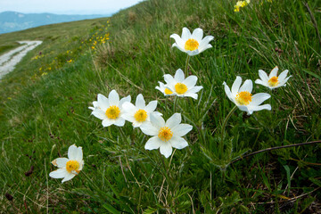Spring blooms explosion of colors in gardens and meadows