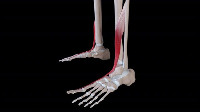 Extensor Hallucis Longus Muscle Movement