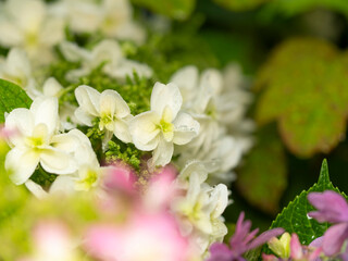 雨に濡れた白い紫陽花のクローズアップ