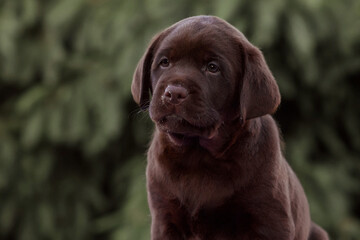 close up portrait of labrador retriever puppy dog ​​on isolated background
