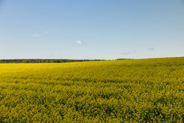 Fototapeta premium rapeseed flowers in sunny weather in summer season, yellow field with flowers and the forest and sky