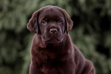 close up portrait of labrador retriever puppy dog ​​on isolated background