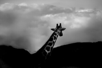 giraffe in the sky