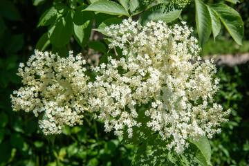 Spring blooms explosion of colors in gardens and meadows