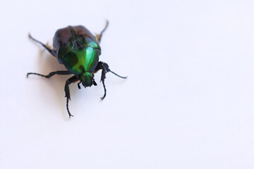 Cetonia Aurata