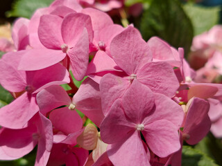 Vibrant Pink Hydrangea Blooms in Sunny Garden