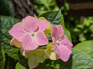 Delicate Pink Hydrangea Blooms in Lush Greenery
