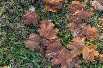 autumn maple leaves covered with condensation on the green grass in the morning, maple leaves fallen to the ground during the autumn fall