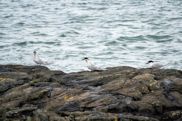 Small group of white-fronted tern (Sterna striata) in Bluff, New Zealand. Terns nest on rocks in...