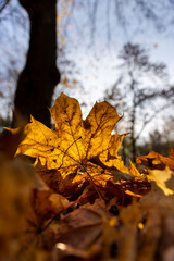 yellow foliage of maple that fell to the ground during the fall of leaves. autumn park with maple trees and foliage during sunset in the sunlight