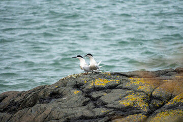 White-fronted tern (Sterna striata) flying in Bluff, New Zealand. Terns nest on rocks in large colonies.
