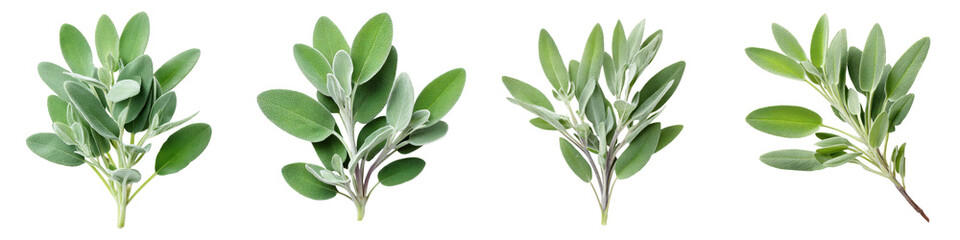 Obraz premium Fresh green herb plants on white background