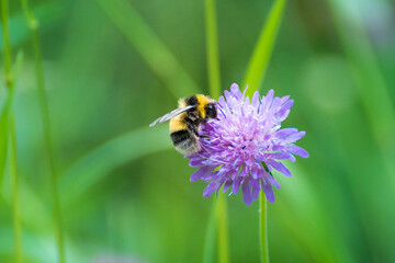 Una abeja con polen