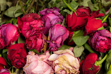 colorful red dry roses in a bouquet, a dry bouquet of red roses on the table, close up