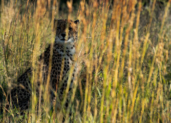 cheetah in the grass