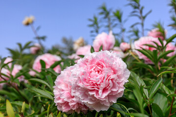 北海道由仁町、麗しく咲くシャクヤク（芍薬）【6月】