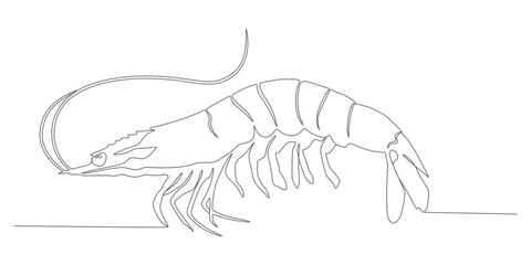 Minimalist Shrimp – Continuous Line Vector Illustration
