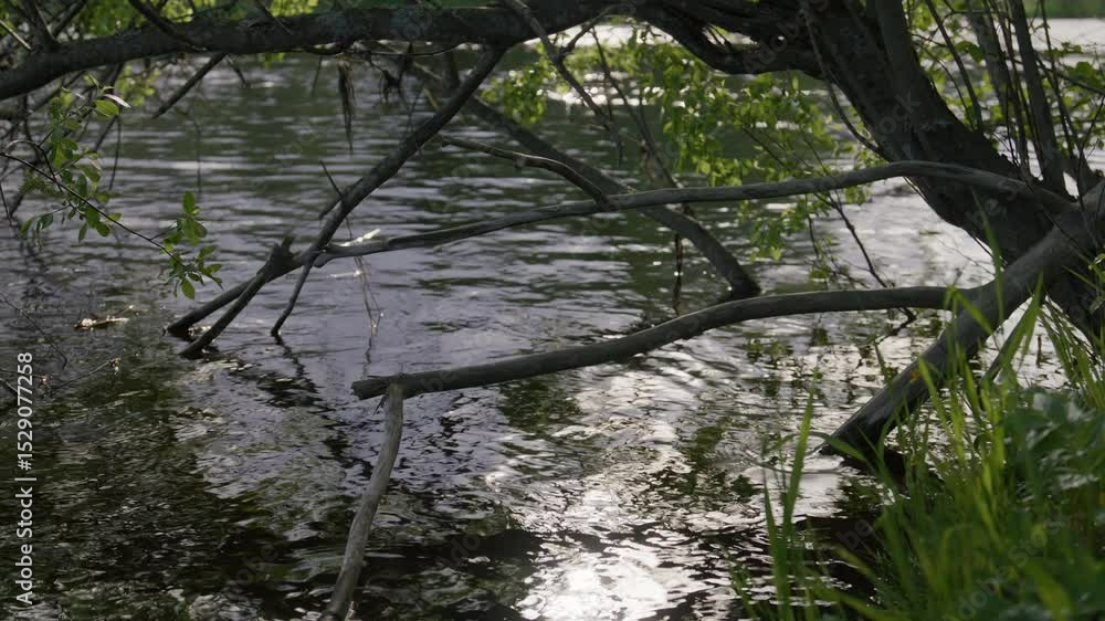 Poster low angle view of overhanging tree branches dipping into rippling river with sunlight reflecting on 