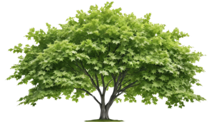 Isolated green tree on white background with vibrant foliage, perfect for nature and environment themes