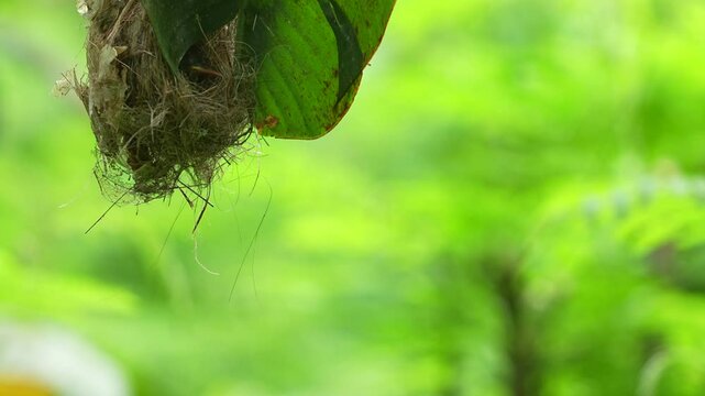 Little Spiderhunter's nest, ingeniously constructed and hanging from the underside of a large banana leaf with bright green foliage background