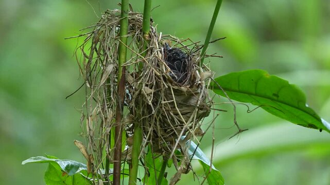 Surniculus lugubris (Drongo Cuckoo) chick in a nest, likely a parasitic nesting situation. The nest is well-hidden among green foliage, suggesting a natural, wild environment