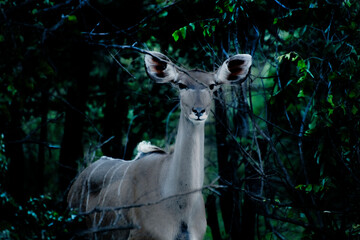 Kudu in the woods