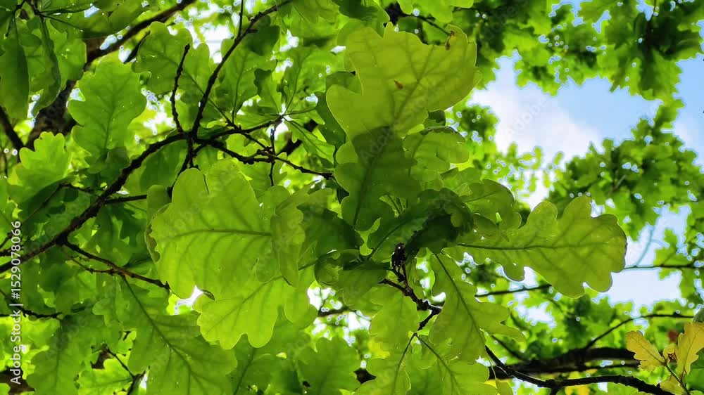 Poster sunlight filters through a canopy of vibrant green oak leaves, creating a dappled pattern of light a
